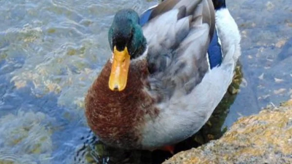 В езерото в ж.к. "Дружба" ще бъдат пуснати около 100 полудиви патици