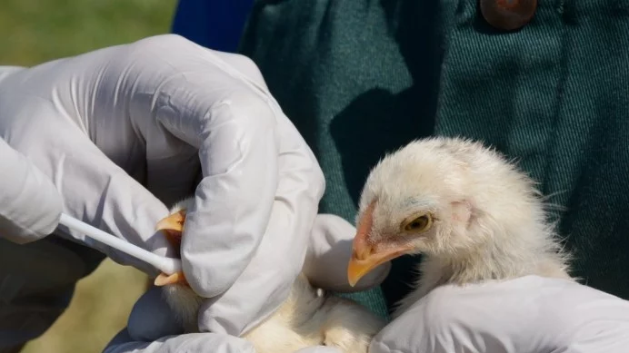 Правителството отпусна още  9,7 млн. лв. за борба с птичия грип