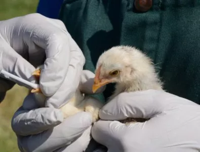 Агенцията по храните разкри колко са потвърдените огнища на птичи грип в страната