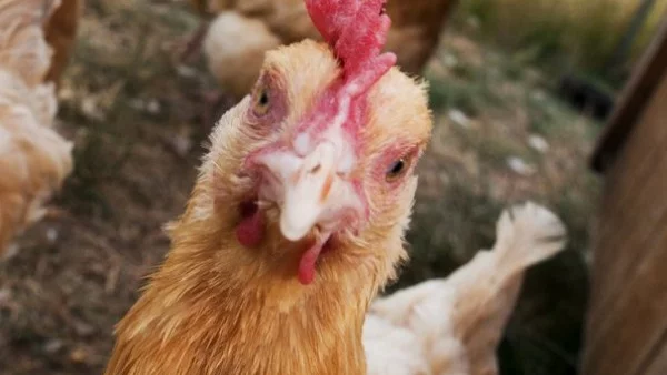 Огнище на птичи грип е открито в сливенското село Глушник