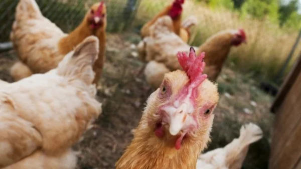 Откриха две огнища на птичи грип в Пловдивско