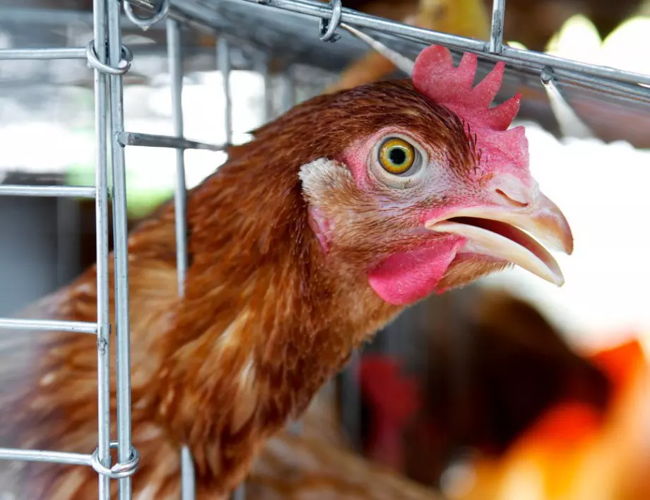 Над 174 000 кокошки и около 4 млн яйца ще бъдат унищожени заради птичи грип край Асеновград