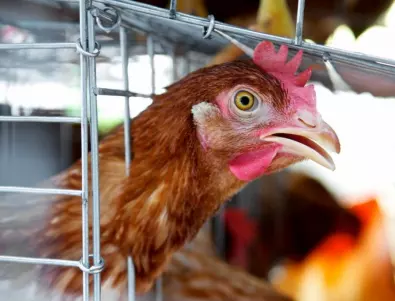 Унищожават 15 000 кокошки с птичи грип в хасковска ферма