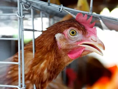 Как се определя дали една кокошка е щастлива или нещастна?