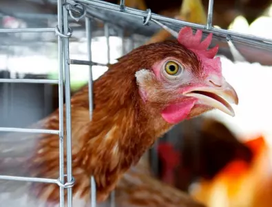 Епидемиолог: Птичият грип вече се предава и между бозайници