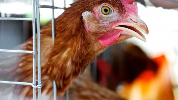 В Бургаска област е установено второ огнище на птичи грип