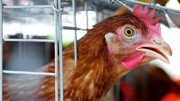 Откриха огнище на птичи грип в частно стопанство в село край Пловдив