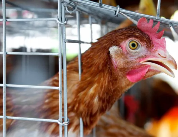 100 000 птици ще бъдат унищожени в Хасковско заради птичи грип