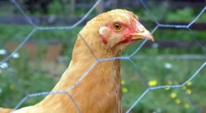 2017/01/04/0959705001483536887