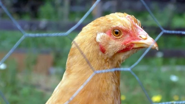 Унищожиха над 1000 птици заради птичи грип