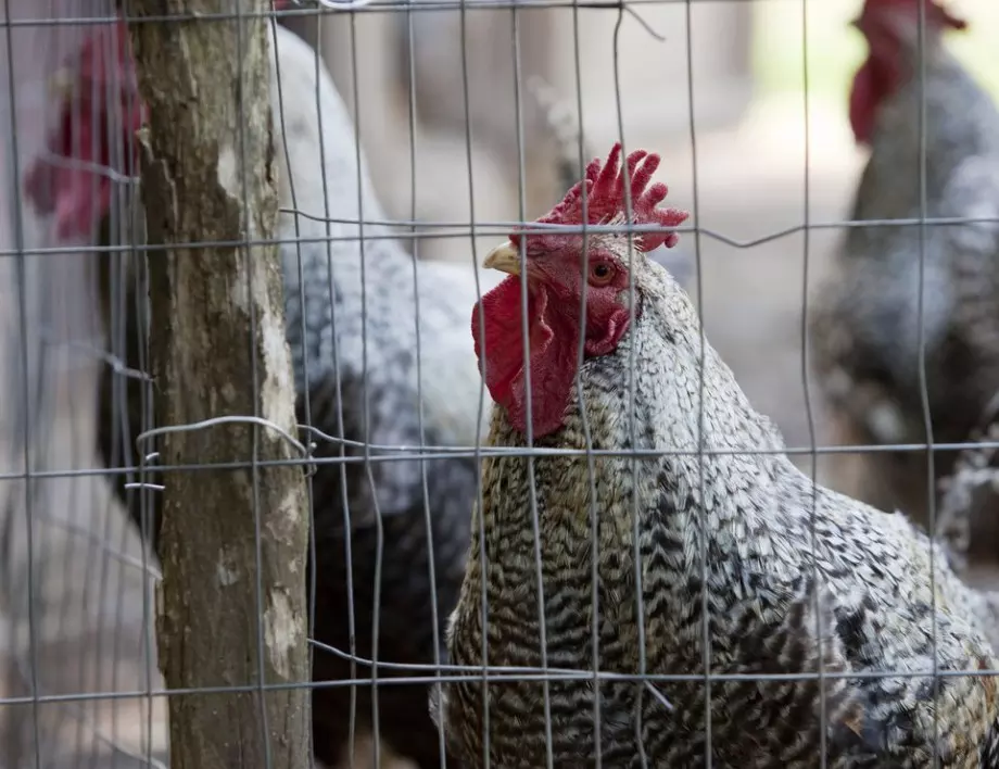 В Нидерландия умъртвиха 25 000 кокошки, за да овладеят ново гнездо на птичи грип