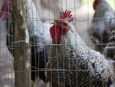 Откриха птичи грип в Чехия, прибират всички птици на закрито