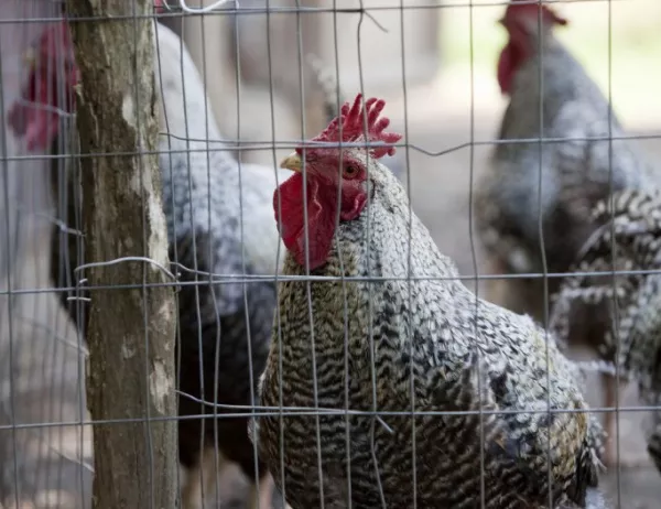 Установиха огнище на птичи грип в хасковско село