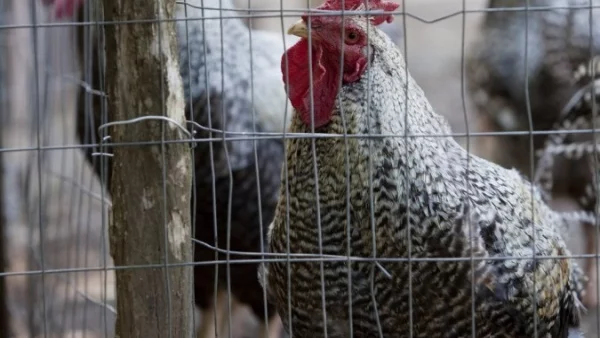 Над 70 000 птици са умъртвени в Ямболско заради птичи грип