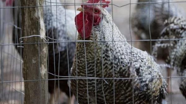 Продължава умъртвяването на птици в Генерал Тошево заради птичия грип
