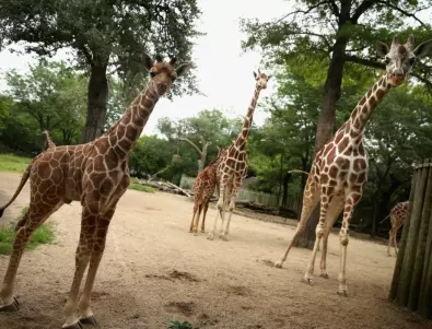 Софийският зоопарк прави кът за жирафи