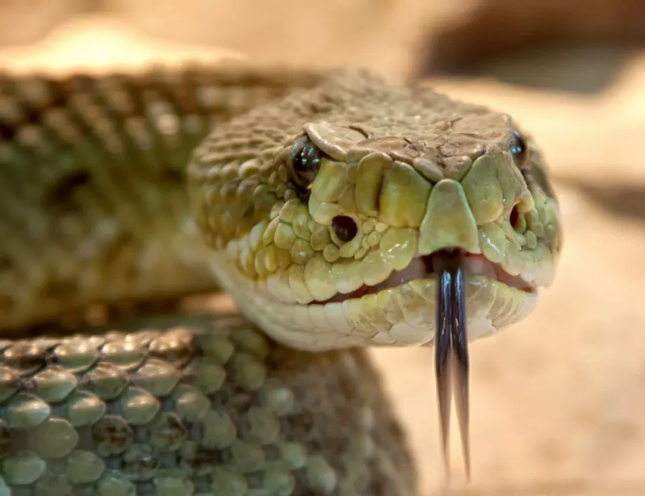 Мъж намери змия в маруля от супермаркета