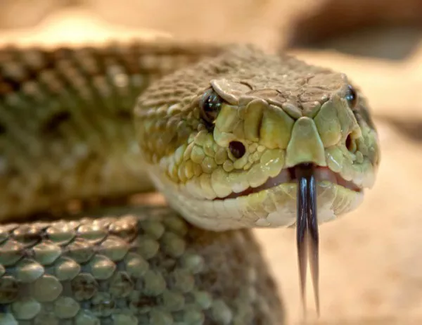 Два вида отровни змии има в България