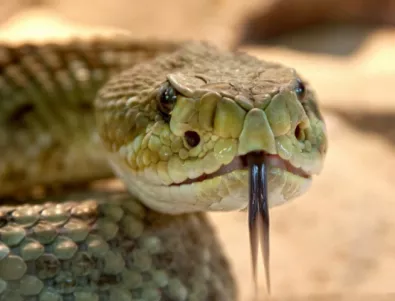 Змия нахлу в нигерийски парламент (СНИМКА)
