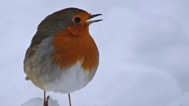 Прогноза за времето - 12 януари (четвъртък)