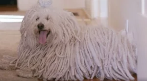 Зукърбърг подари уникален подарък на... кучето си (Видео)