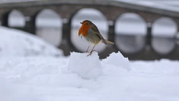 Прогноза за времето -  24 януари (сряда)