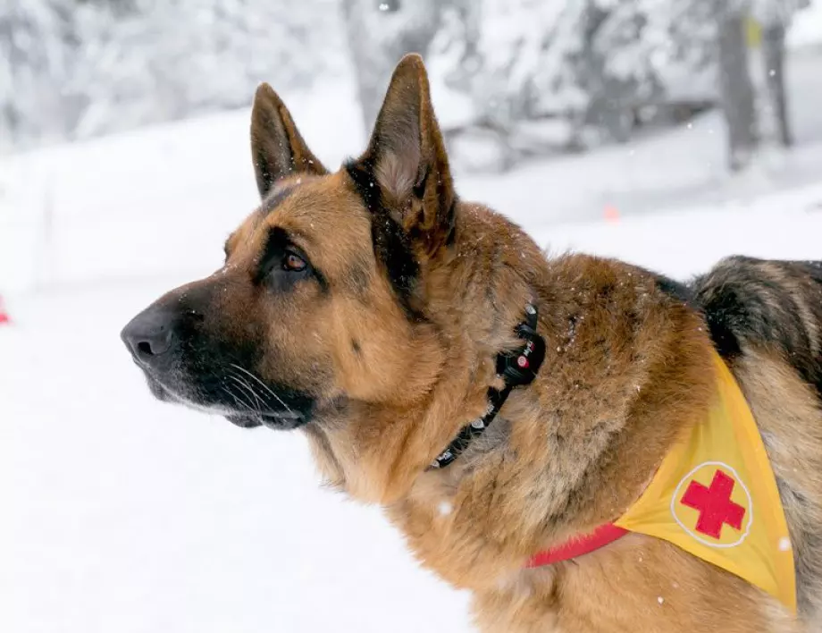 Две кучета претърсват лавина за изчезналия сноубордист в Рила