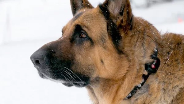 В Китай ще клонират най-доброто полицейско куче
