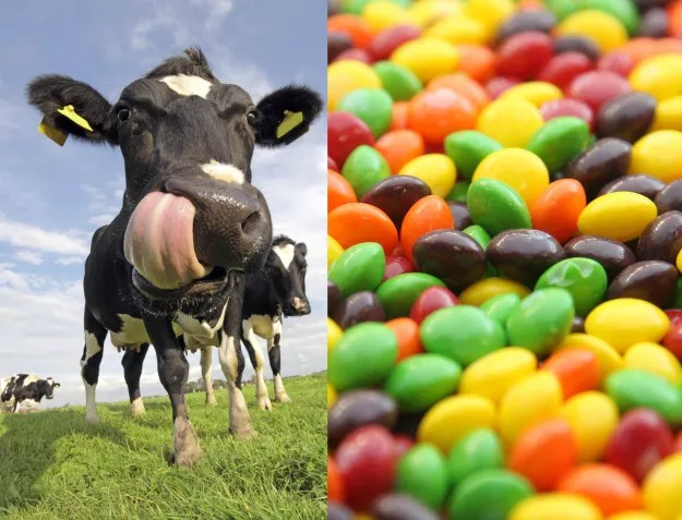 В САЩ разкриха, че фермерите хранят от години кравите си със Skittles