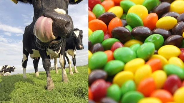 В САЩ разкриха, че фермерите хранят от години кравите си със Skittles