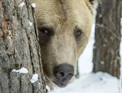 Десет сигнала за щети от мечки в Смолянско от началото на годината