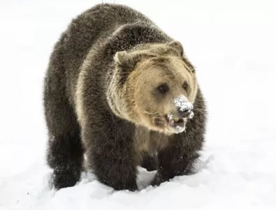 Всички мечки в парка край Белица спят зимен сън (СНИМКИ)