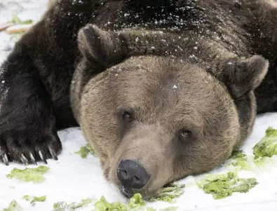 Каква е причината мечките да спят зимен сън