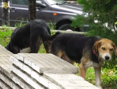 Бездомни кучета хапят асеновградчани, приютът в Пловдив - препълнен