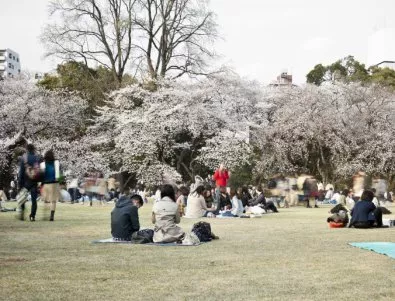 От страх продавач на билети в прочут японски парк пускал безплатно чужденците