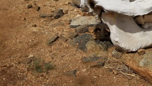 Откриха непознато морско влечуго (ВИДЕО)