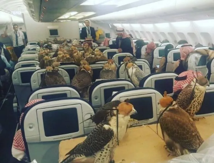 Саудитски принц купи билети за 80 соколa и ги повози в самолет