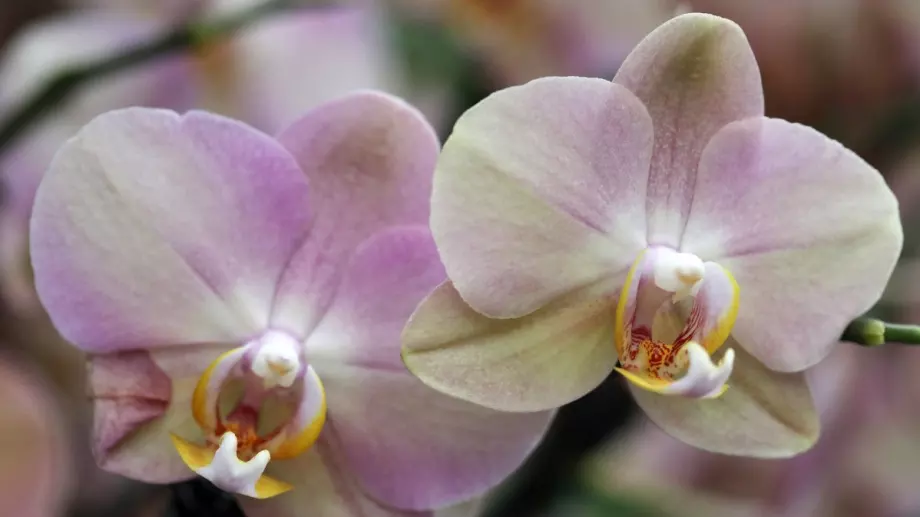 Грешките, които правим при отглеждането на орхидея