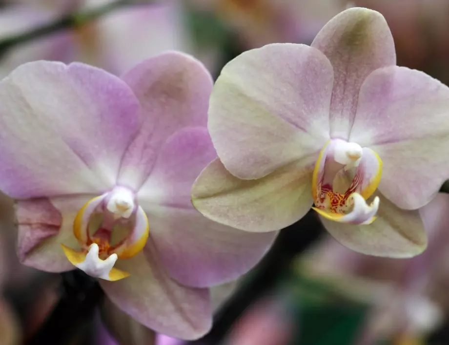 Грешките, които правим при отглеждането на орхидея