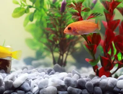 Гледането на аквариум с рибки успокоява и понижава кръвното налягане