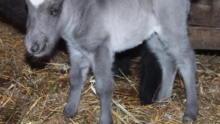 Сиво пони се роди във варненския зоопарк (СНИМКИ)