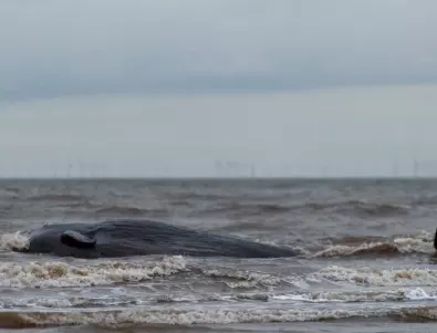 Спасиха два редки кита край бреговете на Канада 