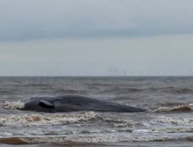 300 кита загинаха на бреговете на Нова Зеландия