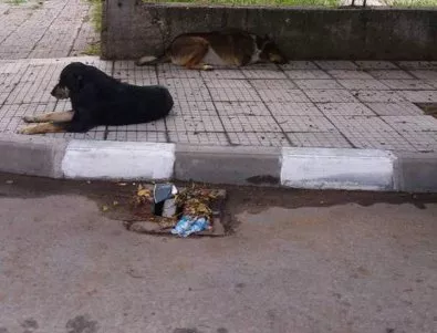 Асеновград бори бездомните кучета с помощ от Стара Загора 