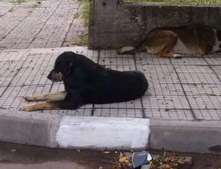 Протест срещу тричане на кучета в село Бродилово
