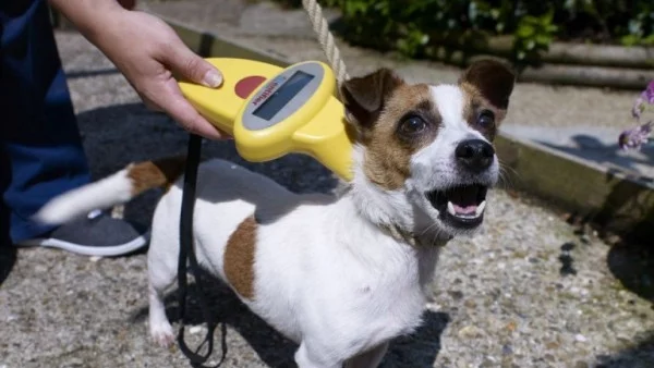 Учени: Искате да се разбирате с кучетата - говорете им мило