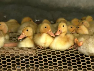 Около 330 000 пилета ще бъдат убити заради птичи грип в Япония