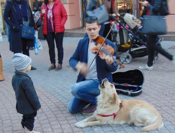 Пеещо куче стана атракция в Пловдив (ВИДЕО)