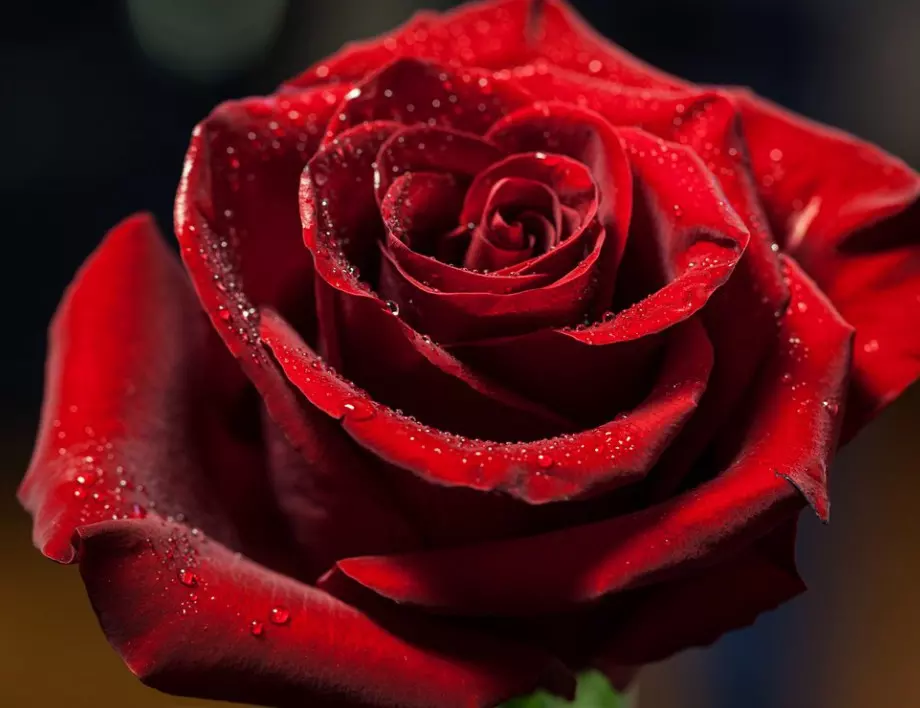 ИЗУМИТЕЛНО: Как да отглеждате най-красивите рози върху КАРТОФ