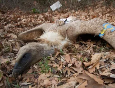 Примамки с отрова убиват белоглави лешояди в Кресна